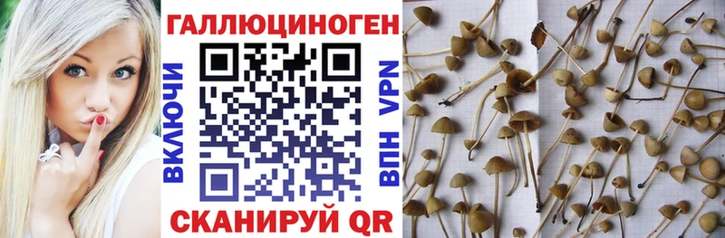 Купить  Севск  Галлюциногенные грибы мухоморы 